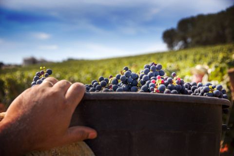 Quinta do Gradil